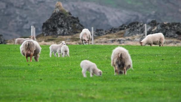 Kawanan Domba Padang Rumput Antara Pegunungan Domba Kecil Yang Lucu — Stok Video