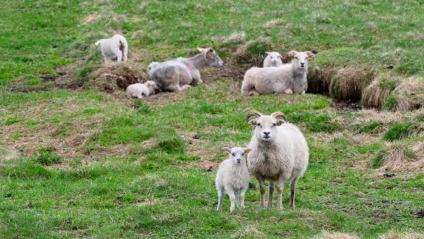 山の間の牧草地に羊の群れ かわいい小さな子羊 アイスランドの田舎の風景 有機動物生産ウールと肉の生産 — ストック動画