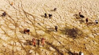 İzlanda Doğa 'sında Büyük Atlar Sürüsü. Sonbaharda Altın Dağ Çayırı. 4k.