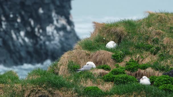 Чайки Сидять Гнізді Скелястій Скелі Біля Океану Охорона Природи Ісландії — стокове відео