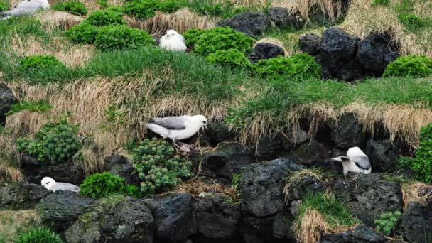 Martılar Okyanusun Kıyısındaki Kayalık Bir Uçurumda Bir Yuvada Otururlar Zlanda — Stok video