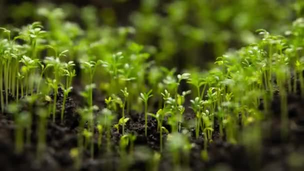 Fresh Green Plants Growing Time Lapse Cress Salad Sprouts Germination — Stock Video