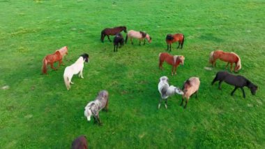 İzlanda 'da büyük bir at sürüsü. Yaz mevsiminde dağ çayırında. Ekolojik olarak temiz bir çevrede kırsal hayvanlar. 4k.