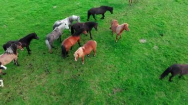İzlanda 'da büyük bir at sürüsü. Yaz mevsiminde dağ çayırında. Ekolojik olarak temiz bir çevrede kırsal hayvanlar. 4k.