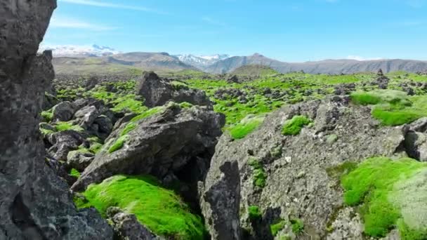 Lava Fält Täckta Med Grön Mossa Island Det Natursköna Nationalparksområdet — Stockvideo
