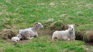 Yeni doğan şirin İzlanda Kuzuları Dağlar ve Tepeler Arasındaki Otlakta Koyun Sürüsü İzlanda 'da Güzel Bahar Hayvanları İzlanda Organik Hayvan Üretimi Yünü ve Et Üretimi.