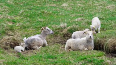 Dağlar arasındaki çayırlarda koyun sürüsü. Küçük şirin kuzular. İzlanda 'da kırsal bir yer. Organik Hayvan Üretimi Yün ve Et Üretimi.