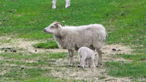 ニューボーン山と丘の間の牧草地で羊の世話をするかわいいアイスランドの小羊素敵な動物アイスランドの美しい春の自然有機動物生産ウールと肉の生産 — ストック動画