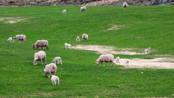 Newborns Cute Small Icelandic Lambs Herd Sheeps Pasture Mountains Hills — Stock Video