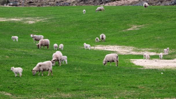 Sheep Lambs Ecologically Clean Region Rural Scene Green Meadow Summer — Stock Video