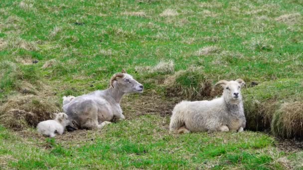 Recién Nacidos Lindos Corderos Islandeses Pequeños Rebaño Ovejas Pasto Entre — Vídeo de stock