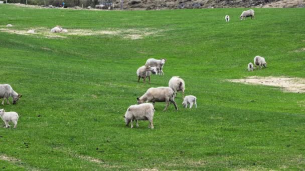 在冰岛的有机动物生产中 山间草场上的新可爱的小冰岛羊群美丽的春天动物冰岛有机动物生产中的羊毛和肉 — 图库视频影像