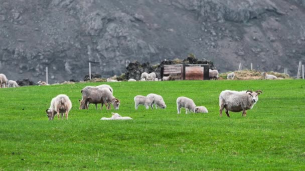 Sheep Lambs Ecologically Clean Region Rural Scene Green Meadow Summer — Stock video