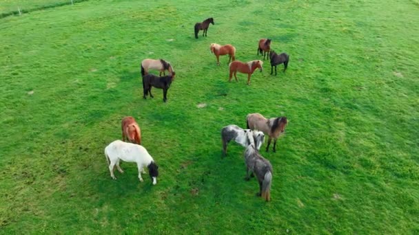冰岛有很多马 夏天的山地草甸在生态清洁的环境中的农村动物 — 图库视频影像