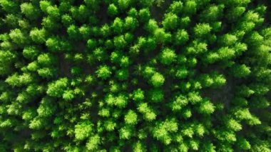 İzlanda 'da Kozalaklı Orman Yaz Manzarası Havadan Uçan İnsansız Hava Aracı Renkli Çam Ağaçları ve Yeşil Ağaçlar Ormanı Doğal Arkaplanı üzerinde uçuyor. Yüksek kalite 4k görüntü