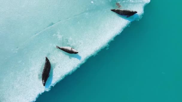 Σφραγίδες Γούνας Στο Παγόβουνο Στην Ισλανδία Θηλαστικά Ζώα Του Ωκεανού — Αρχείο Βίντεο