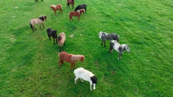 Grote Kudde Paarden Ijsland Bergweide Zomer Plattelandsdieren Een Ecologisch Schone — Stockvideo
