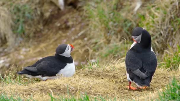 Atlantic Puffin Common Puffin Fratercula Arctica Iceland Cliff Top Spring — Αρχείο Βίντεο