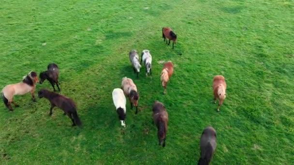 冰岛有很多马 夏天的山地草甸在生态清洁的环境中的农村动物 — 图库视频影像