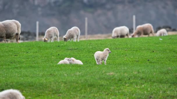 一群羊在牧场里 可爱的羊羔在山间的绿色草地上吃草 夏天在冰岛 有机羊毛和肉类生产 — 图库视频影像