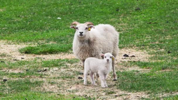 牧草地の羊の群れ アイスランドの夏 山間の緑色の牧草地にかわいい羊の群れ オーガニックウールと肉生産 — ストック動画