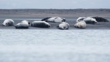 İzlanda 'daki siyah kumsalda kürk fokları. Okyanus kıyısında manzaralı deniz hayvanları. Doğal ortamda Deniz Aslanları. Çekim 8k Çözünürlükte.