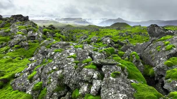 아이슬란드의 들판은 이끼로 공원의 화산지대 추상적 고품질 — 비디오