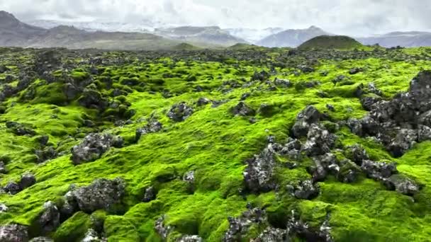 Лавовые Поля Покрыты Зеленым Мхом Исландии Живописная Территория Национального Парка — стоковое видео