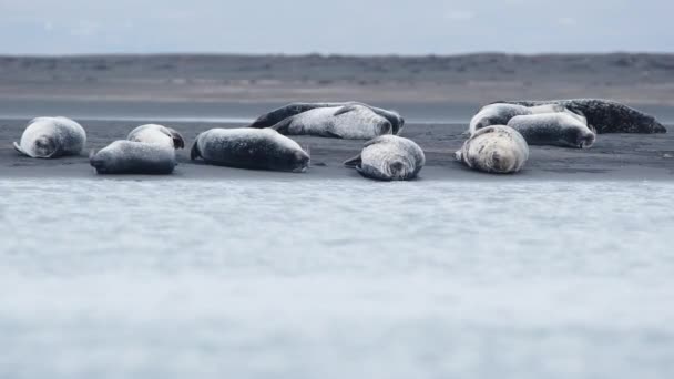 Pälssälar Den Svarta Sandstranden Island Marina Djur Havskusten Med Naturskön — Stockvideo