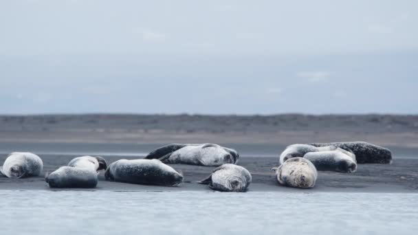 アイスランドの黒砂のビーチで毛皮のシール 風光明媚なビーチと海の海岸に海洋動物 自然環境の中でアシカ 8K分解能で撮影 — ストック動画
