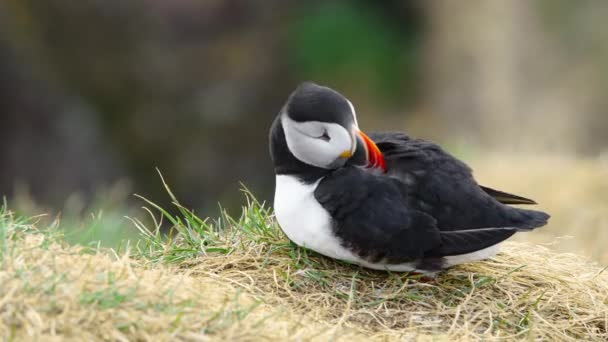 春のアイスランドで最も人気のある鳥のかわいい動物寒い北部地域の野生自然野生動物の崖の上にアイスランドの大西洋パフィンや一般的なパフィンやFratercula Arctica 高品質4K映像 — ストック動画