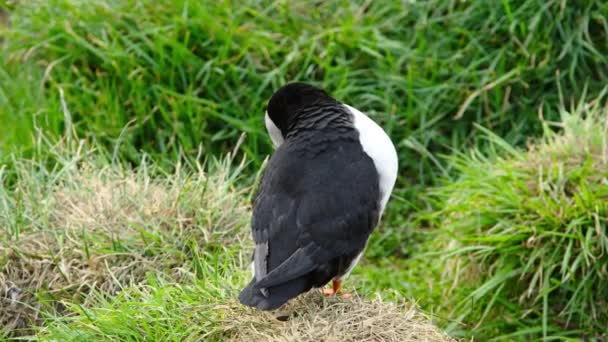 冰岛的大西洋海雀或普通海雀或非洲海雀在春天的悬崖顶上在寒冷的北部地区的野生动物中最受欢迎的鸟类可爱的动物 高质量的4K镜头 — 图库视频影像
