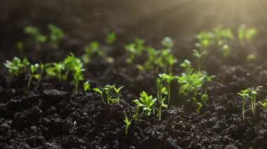 Hızla büyüyen bitkiler, yerdeki tohumlardan filizlenen Cress salatası. Baharda çiftçilik ve bahçe işleri. İşletme tarım hasat konsepti. 8k çözünürlükte çekiliyor.