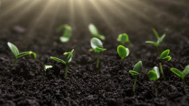 Растения Растущие Времени Салат Кресс Прорастает Семян Земле Сельское Хозяйство — стоковое видео