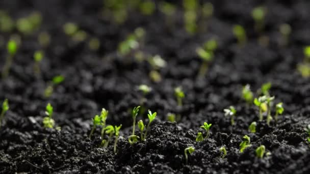 Pflanzen Die Zeitraffer Wachsen Kressesalat Keimt Aus Samen Der Erde — Stockvideo