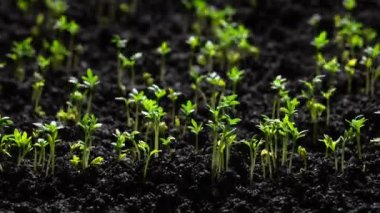 Yakın çekim doğa tarımı 4k filizlenen filizlerin dinamik zaman akışını vurur