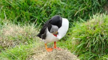 İzlanda 'da, İzlanda' nın Kayalık Tepesi 'ndeki Atlantik Martı veya Fratercula Arctica Soğuk Kuzey Bölgesi' nde Vahşi Doğada En Popüler Kuş Sevimli Hayvanı. Yüksek kalite 4k görüntü