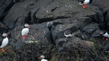 İzlanda 'da, İzlanda' nın Kayalık Tepesi 'ndeki Atlantik Martı veya Fratercula Arctica Soğuk Kuzey Bölgesi' nde Vahşi Doğada En Popüler Kuş Sevimli Hayvanı. Yüksek kalite 4k görüntü