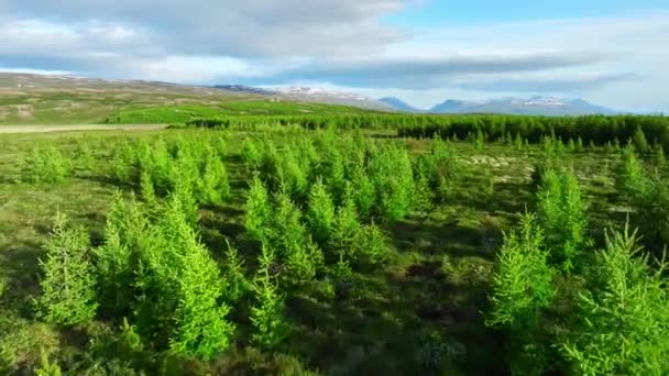 Las Iglasty Islandii Letni Malowniczy Krajobraz Widok Lotu Ptaka Latać — Wideo stockowe