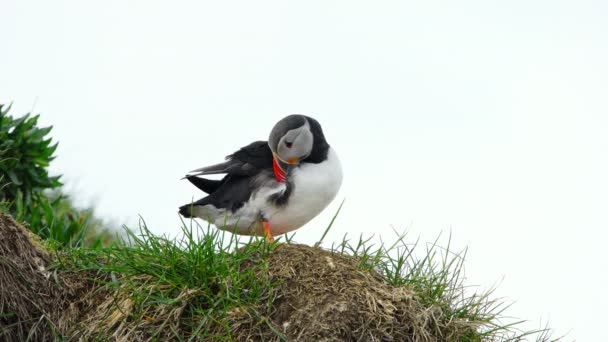 Atlantic Puffin Common Puffin Fratercula Arctica Iceland Cliff Top Spring — Stock Video