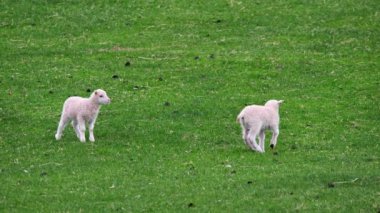 Dağlar ve tepeler arasındaki otlaklarda koyun sürüsü, güzel hayvanlar, yeni doğan şirin küçük İzlandalı kuzular, koyunlar. 8K 'da çekilmiş.