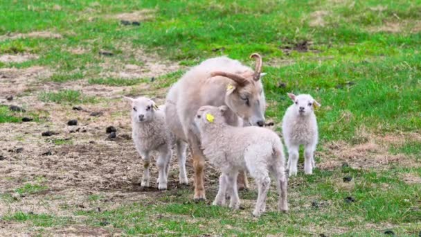 成群的羊在山岭之间的牧场上 可爱的动物 可爱的冰岛小羊羔 在8K内开枪 — 图库视频影像