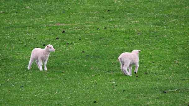 Rebanho Ovelhas Pasto Entre Montanhas Colinas Bons Animais Recém Nascidos — Vídeo de Stock