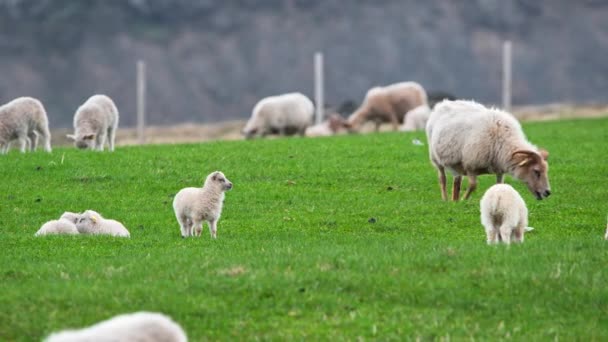 山と丘の間の牧草地に羊の群れ ニースの動物 新生児はかわいいアイスランドの小羊 8Kで撮影する — ストック動画