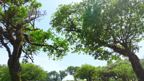森の中で美しい夏の朝 サンレイは壮大な緑の木 魔法の夏の森 ファナールマデイラ ポルトガルを破ります 高品質の4K映像 — ストック動画