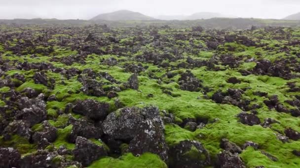 Câmpuri Lavă Acoperite Mușchi Verde Islanda Parcul Național Scenic Câmp — Videoclip de stoc