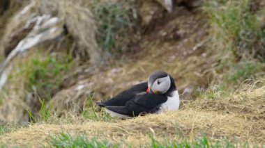 İzlanda 'da, İzlanda' nın Kayalık Tepesi 'ndeki Atlantik Martı veya Fratercula Arctica Soğuk Kuzey Bölgesi' nde Vahşi Doğada En Popüler Kuş Sevimli Hayvanı. Yüksek kalite 4k görüntü