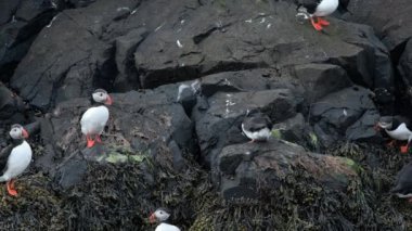 İzlanda 'da, İzlanda' nın Kayalık Tepesi 'ndeki Atlantik Martı veya Fratercula Arctica Soğuk Kuzey Bölgesi' nde Vahşi Doğada En Popüler Kuş Sevimli Hayvanı. Yüksek kalite 4k görüntü
