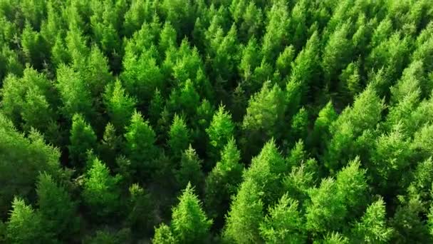 Naaldbos Ijsland Zomerlandschap Luchtzicht Drone Vlieg Kleurrijke Dennenbomen Groene Boomtoppen — Stockvideo