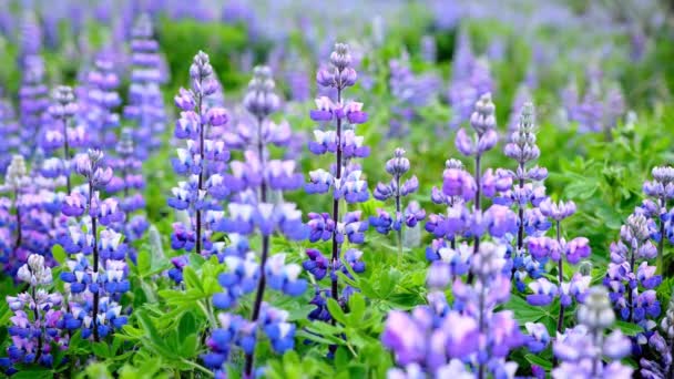 Campo Lupino Con Flores Rosa Púrpura Azul Flores Lupinas Soleado — Vídeo de stock